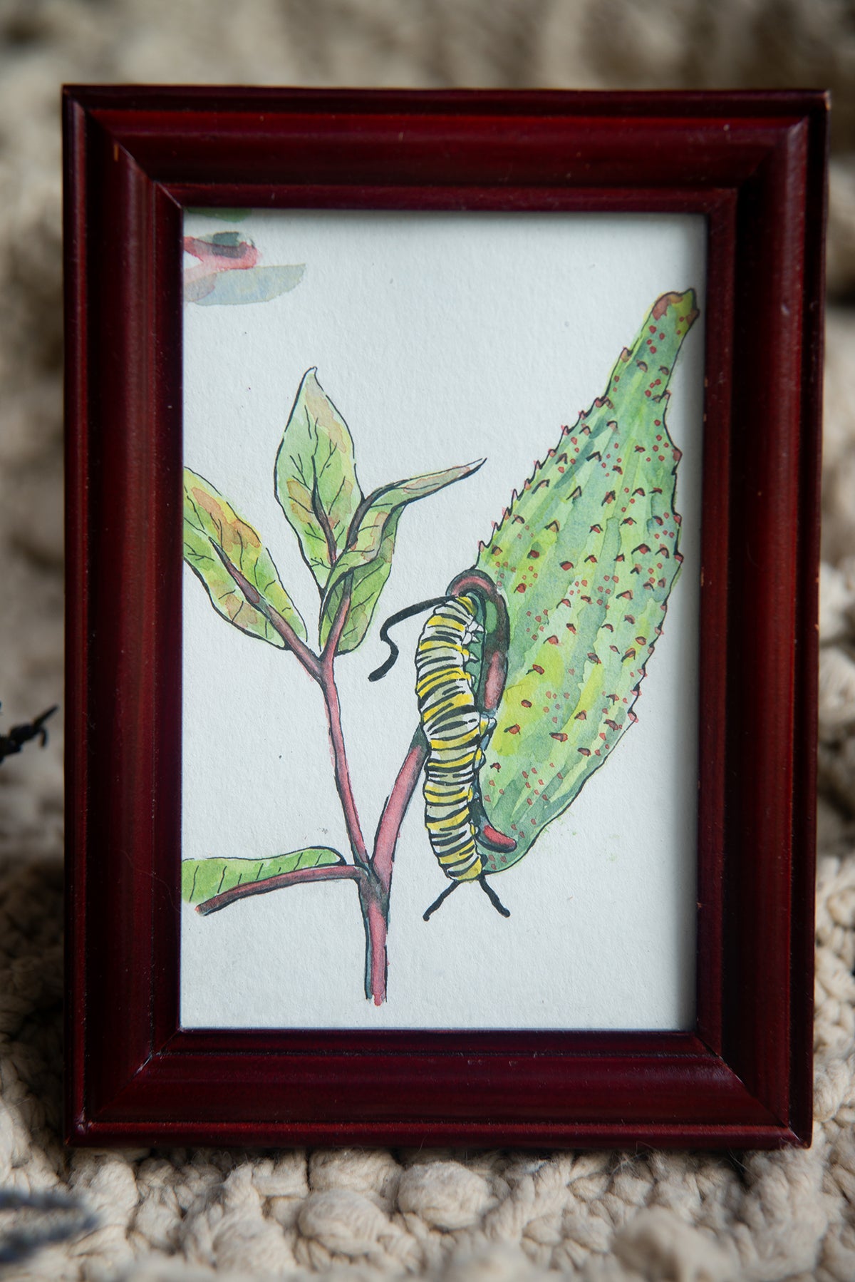 Original Watercolor Milkweed Caterpillar in Mahogany Frame