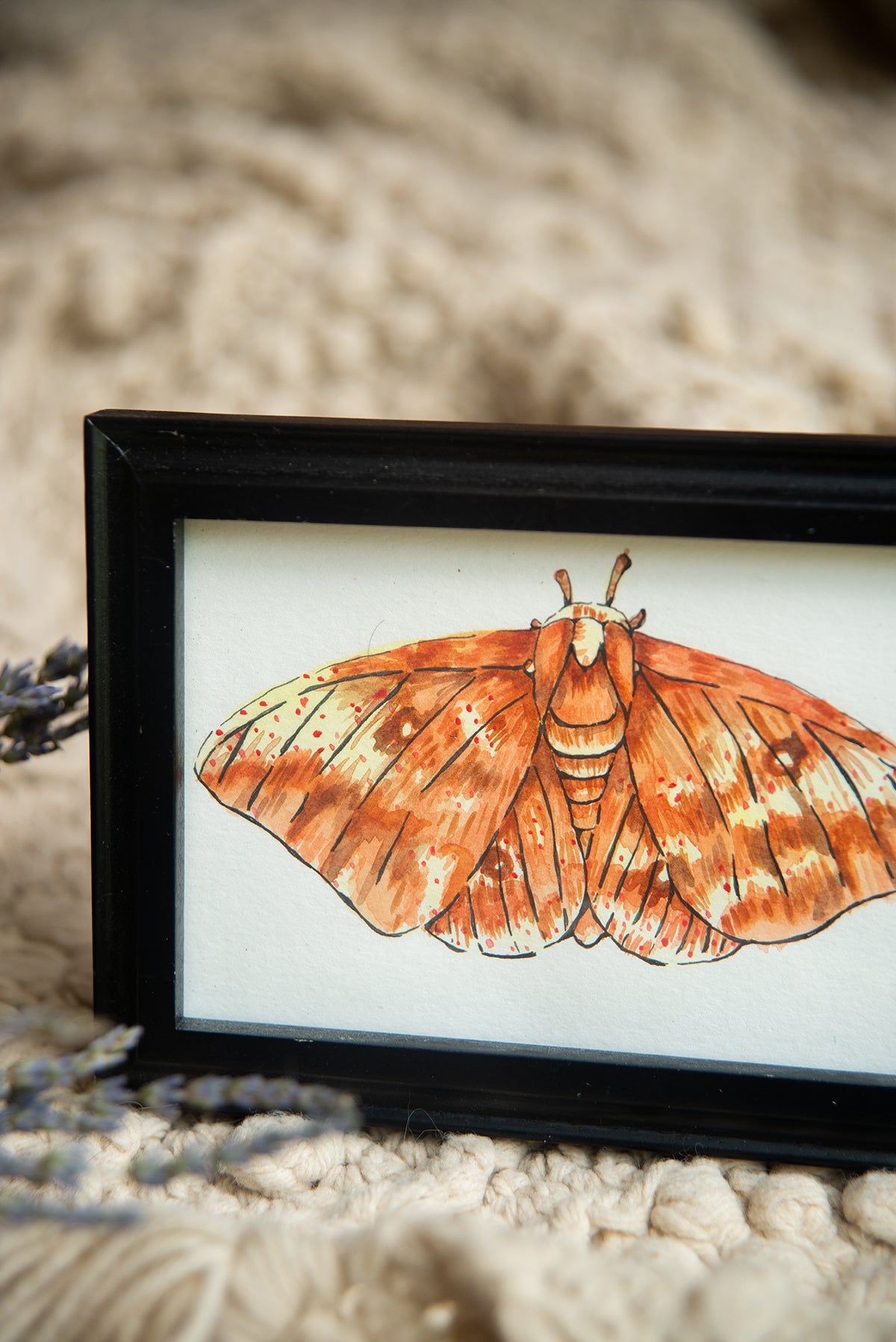 Original Watercolor Moth in Black Frame
