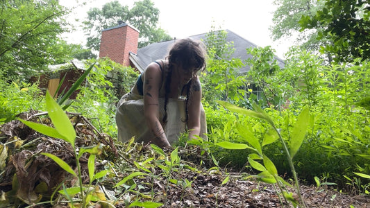 Invasive Species Spotlight: Japanese Stiltgrass