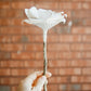 Bookish Rose - Cream