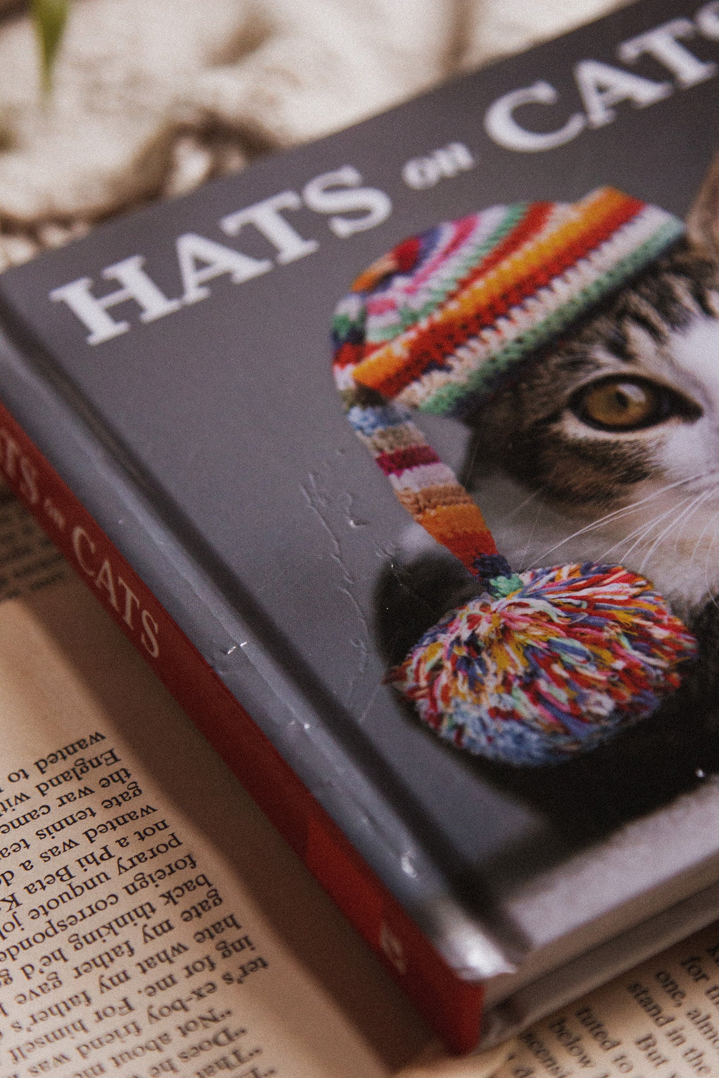 Hats on Cats