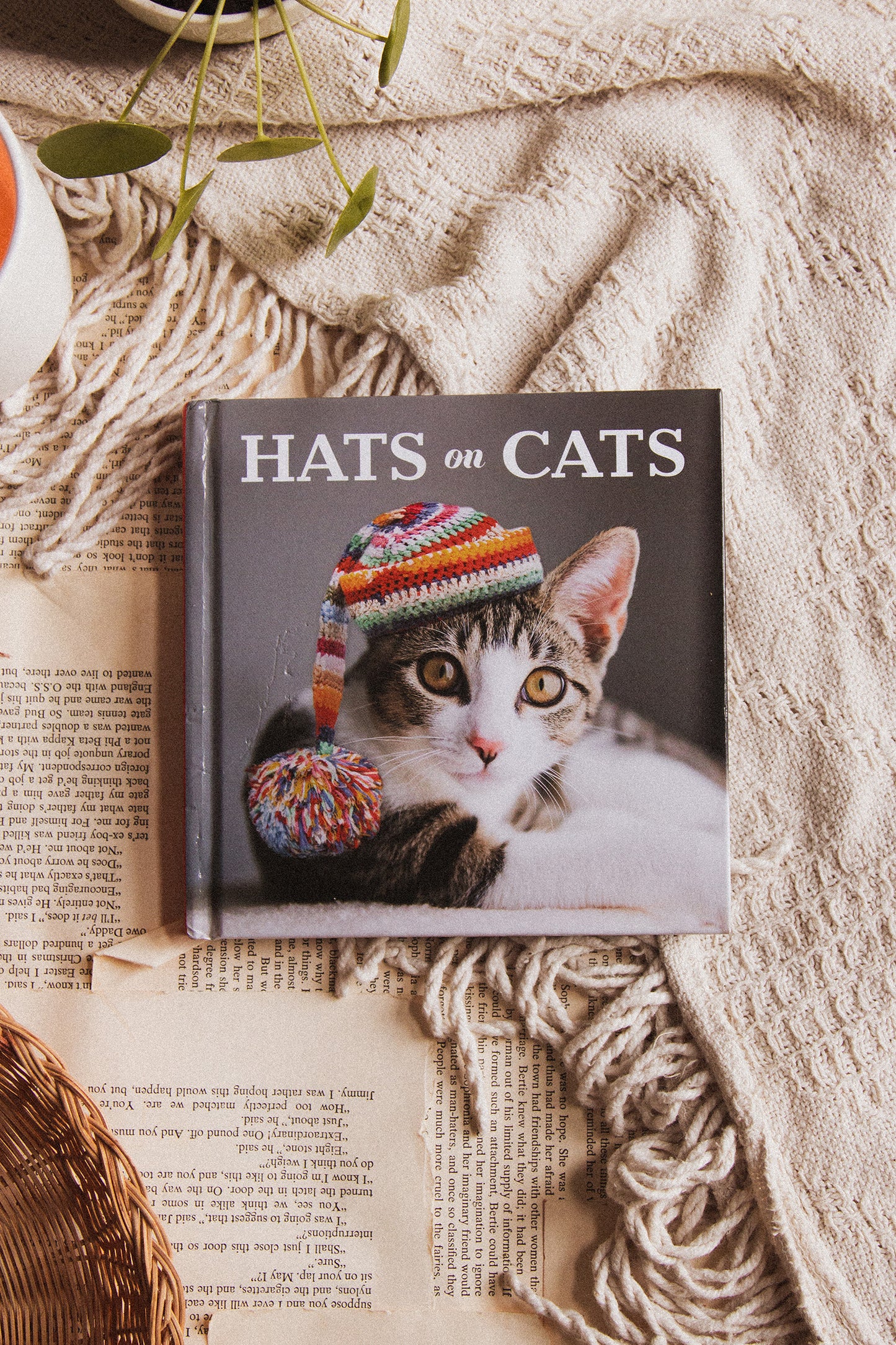 Hats on Cats